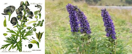 Aconitum Napellus en homeopatía