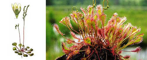 Drosera