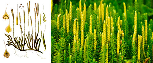 Lycopodium en homeopatia