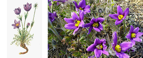 Pulsatilla en homeopatía