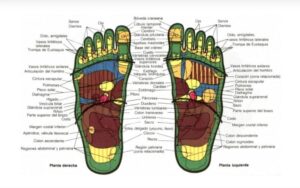 mapa reflexológico