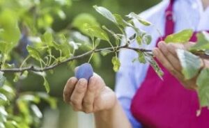 remedio natural para la inflamación de próstata