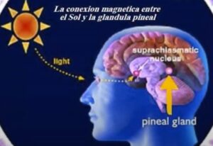 pineal