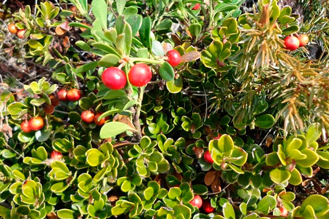 Gayuba, uva de oso antibacteriana