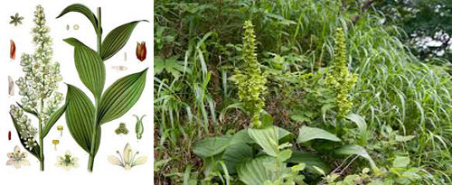 Veratrum Album