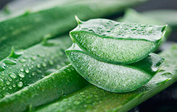 planta aloe vera seccionada