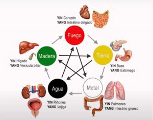 Yin y yang ciclo