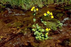 mimulus