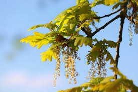 flor del roble