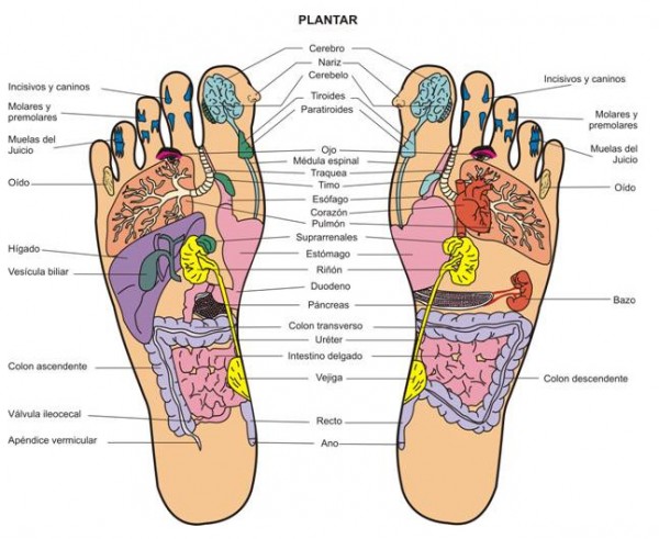 puntos reflexología podal